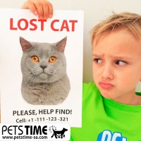 كيف تعثر على القطط المفقودة